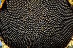 фото МАС 89 М Семена гибрида подсолнечника