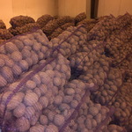 Фото №2 Картофель Бриз продовольственный со склада КФХ в МО оптом