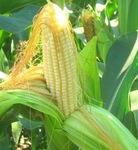 фото Гибриды семена Кукурузы (Pioneer, Singenta, Monsanto, NS, Limagrain)