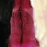 фото Меховой воротник из меха Песца, натуральный цвет