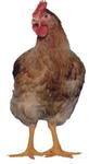 фото Инкубационное яйцо кур-несушек Редбро, Хайсекс Уайт, Хайсекс Браун из Европы оптом