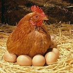 фото Яйцо домашнее куриное