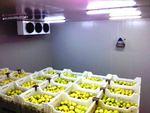 Фото №2 Холодильные Камеры для Овощей и Фруктов под "Ключ". Агрегаты "Bitzer" "Danfos" "Frascold" для Овощехранилищ.