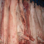 Фото №2 Мясо оптом говядина РФ 145 руб/кг с дост.
