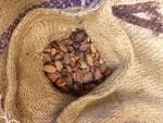 фото Какао-бобы, сорт Форастеро (Страна Гана) - 1кг - 600руб, от 10кг - 400 руб
