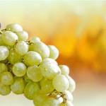 фото Концентрированный сок белого винограда оптом