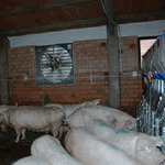 Фото №2 Оснащение свиноводческих комплексов