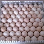 Фото №2 Инкубатор для Птицы ИФХ-500 на 500 яиц, от офиц. дилера! -Полный Автомат. (в новом корпусе)