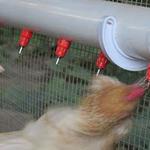 Фото №3 Поилки ниппельные 360° для кур,перепелов, птиц, цыплят