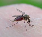 фото Уничтожение комаров