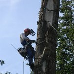 фото Спилить,удалить дерево в Ликино-Дулёво,Куровское,Дрезна.