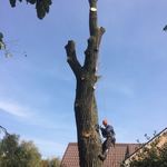 Фото №2 Спилить,удалить дерево в Ликино-Дулёво,Куровское,Дрезна.
