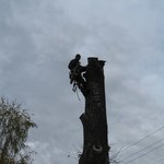Фото №2 Спилить,удалить дерево в Ликино-Дулёво,Куровское,Дрезна.