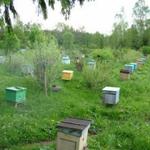 фото Мёд от пчеловода: липовый, акация, разнотравье