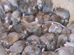 фото Уничтожение грызунов (крыс, мышей) в Самаре