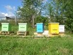 фото Производство и продажа ульев и инвентаря для пчеловодов, Москва