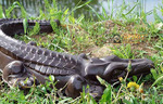Фото №2 Крокодил, длина - 660 мм
