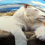 фото Комплект постельного белья «Белый лев» 1,5-сп, 3Д сатин