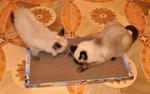 Фото №4 Новое поколение когтеточек лежанок для кошек Когтедралка (средняя)