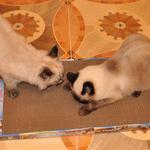 Фото №4 Когтеточка лежанка для кошек Когтедралка (большая)