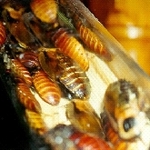 Фото №3 Инсектицид Биокил от летающих и ползающих насекомых.